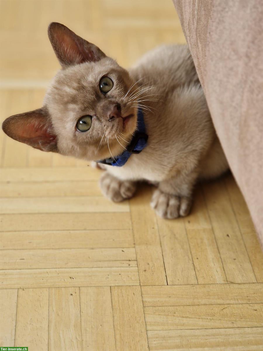 Burma Kitten in der Farbe Champagne