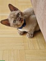 Burma Kitten in der Farbe Champagne
