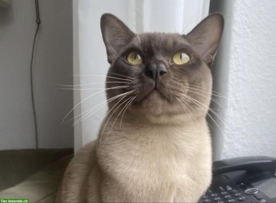 Bild 10: Burma Kitten in der Farbe Champagne