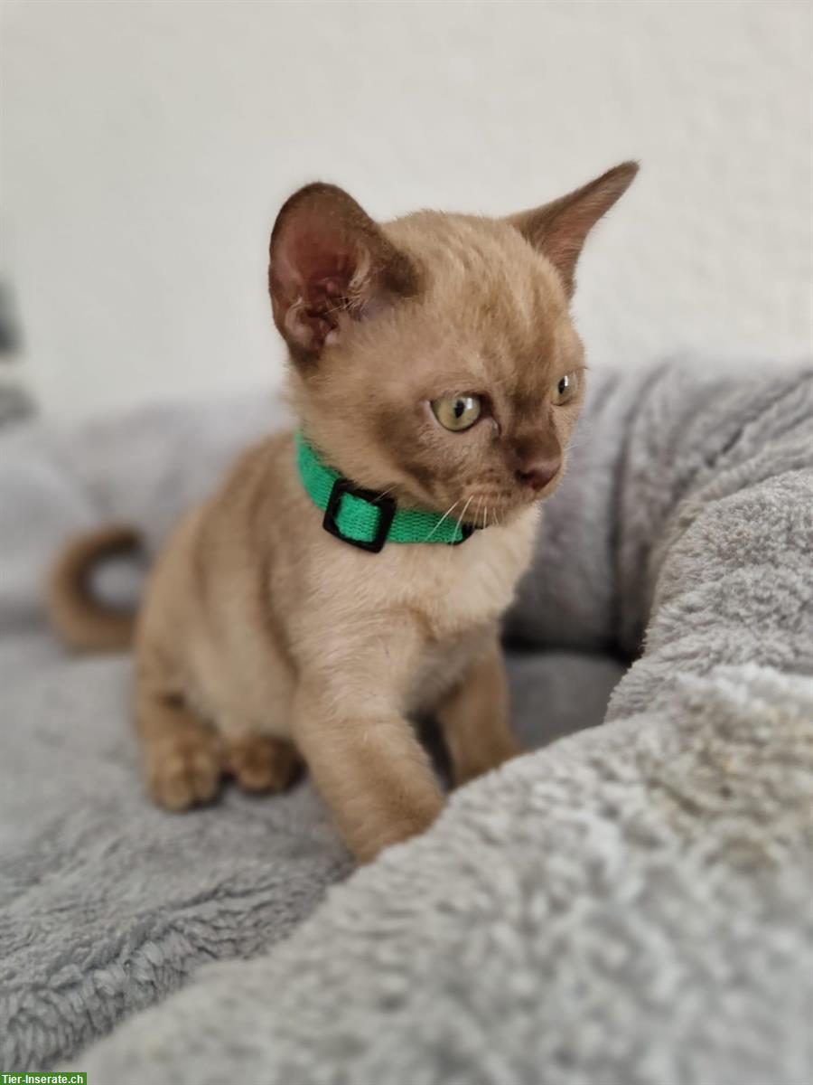 Bild 2: Burma Kitten in der Farbe Champagne
