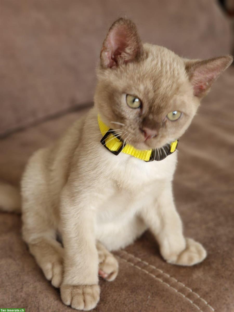 Bild 3: Burma Kitten in der Farbe Champagne