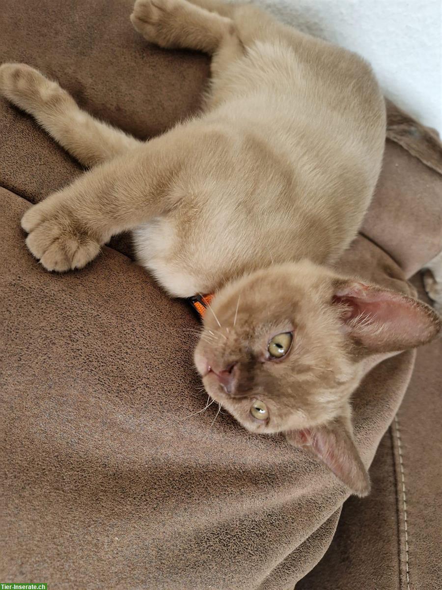 Bild 5: Burma Kitten in der Farbe Champagne
