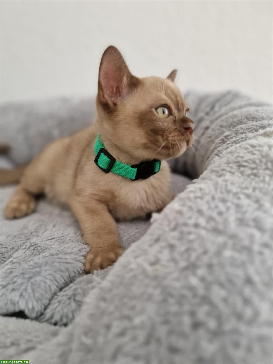Bild 8: Burma Kitten in der Farbe Champagne