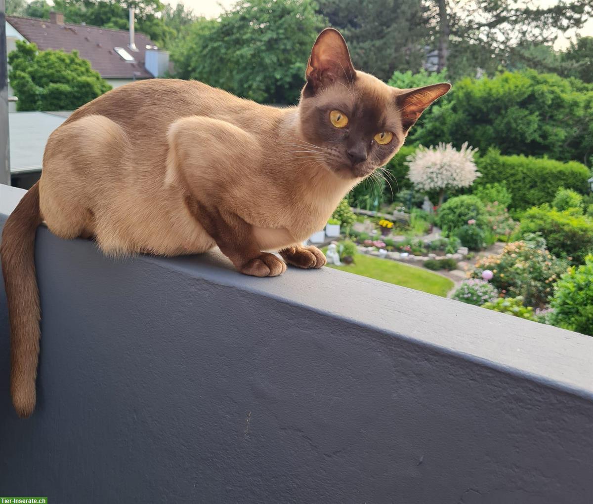Bild 9: Burma Kitten in der Farbe Champagne