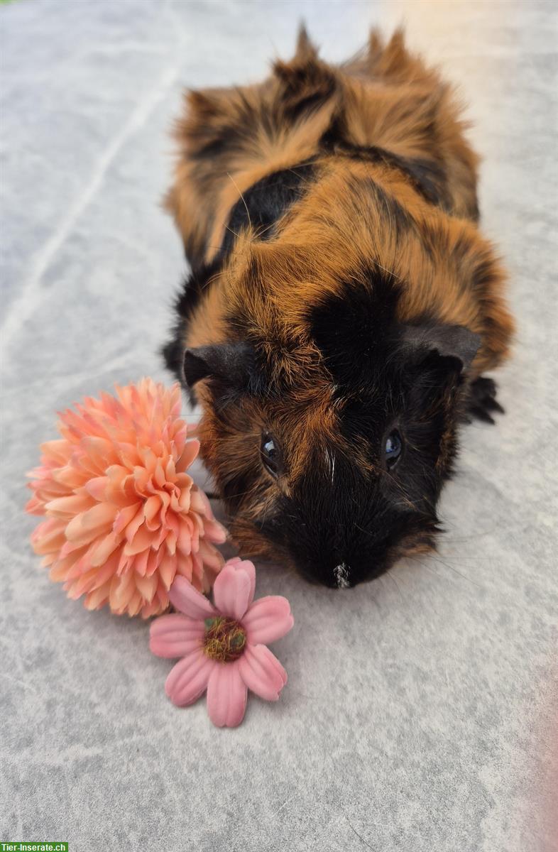 Rosetten Meerschweinchen Weibchen in schwarz/rot brindle