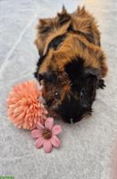 Rosetten Meerschweinchen Weibchen in schwarz/rot brindle