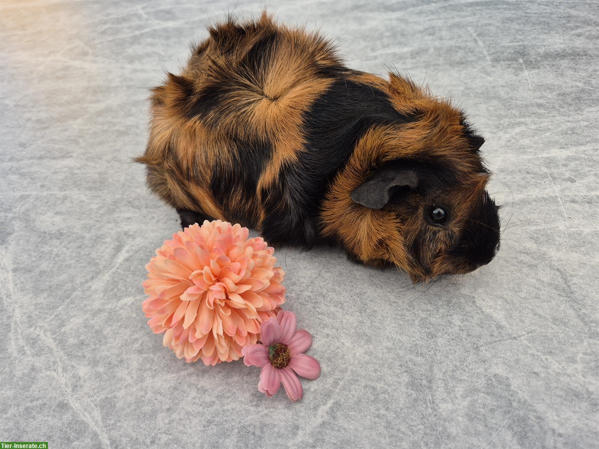 Bild 3: Rosetten Meerschweinchen Weibchen in schwarz/rot brindle