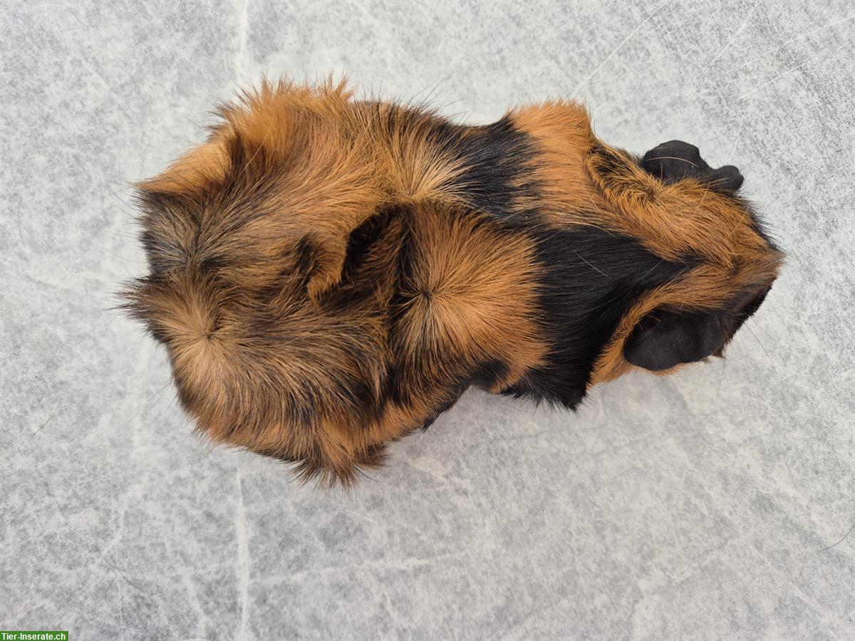 Bild 4: Rosetten Meerschweinchen Weibchen in schwarz/rot brindle