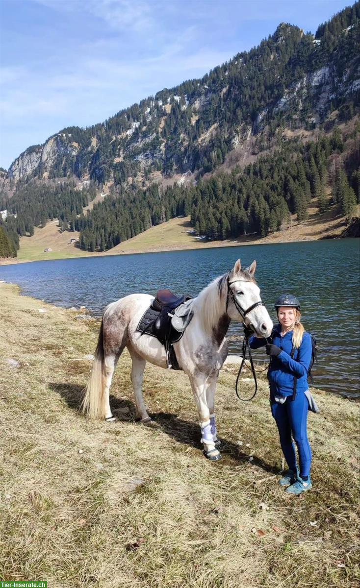 Bild 3: Liebe Stute abzugeben 9 Jahre, Asthma