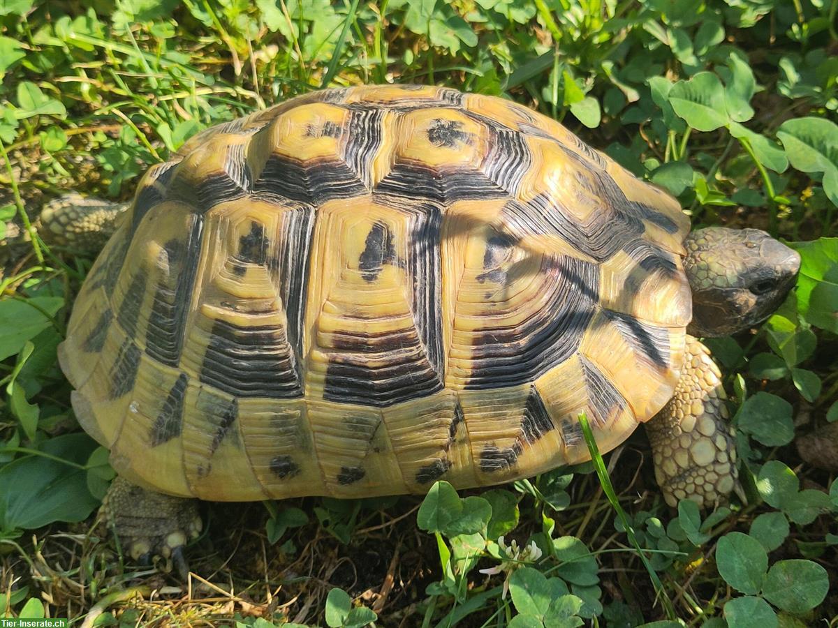 Weibliche Griechische Landschildkröten zu verkaufen
