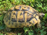 Weibliche Griechische Landschildkröten zu verkaufen