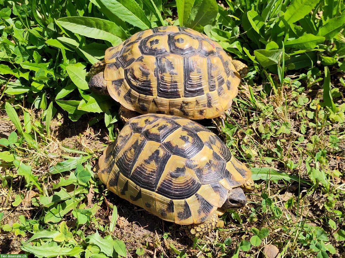 Bild 2: Weibliche Griechische Landschildkröten zu verkaufen