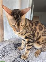 Liebevolles Bengal Katzen Geschwister Paar