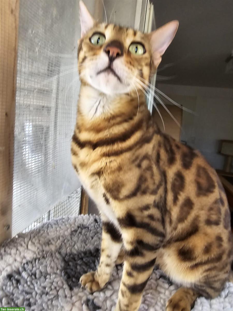Bild 2: Liebevolles Bengal Katzen Geschwister Paar