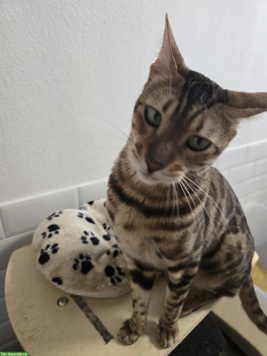 Bild 3: Liebevolles Bengal Katzen Geschwister Paar