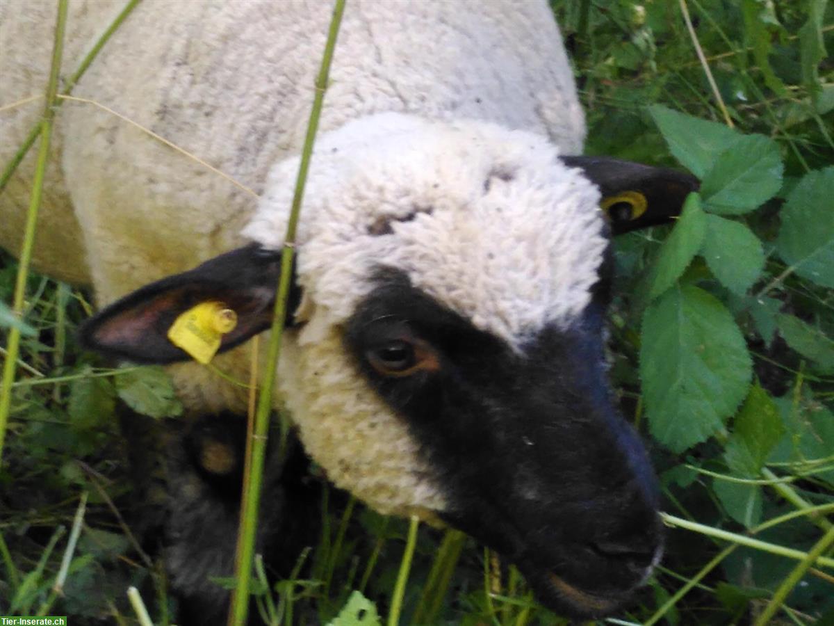Shropshire Lämmer, 1 zahmer kast. Bock, Schoppenlamm
