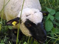 Shropshire Lämmer, 1 zahmer kast. Bock, Schoppenlamm