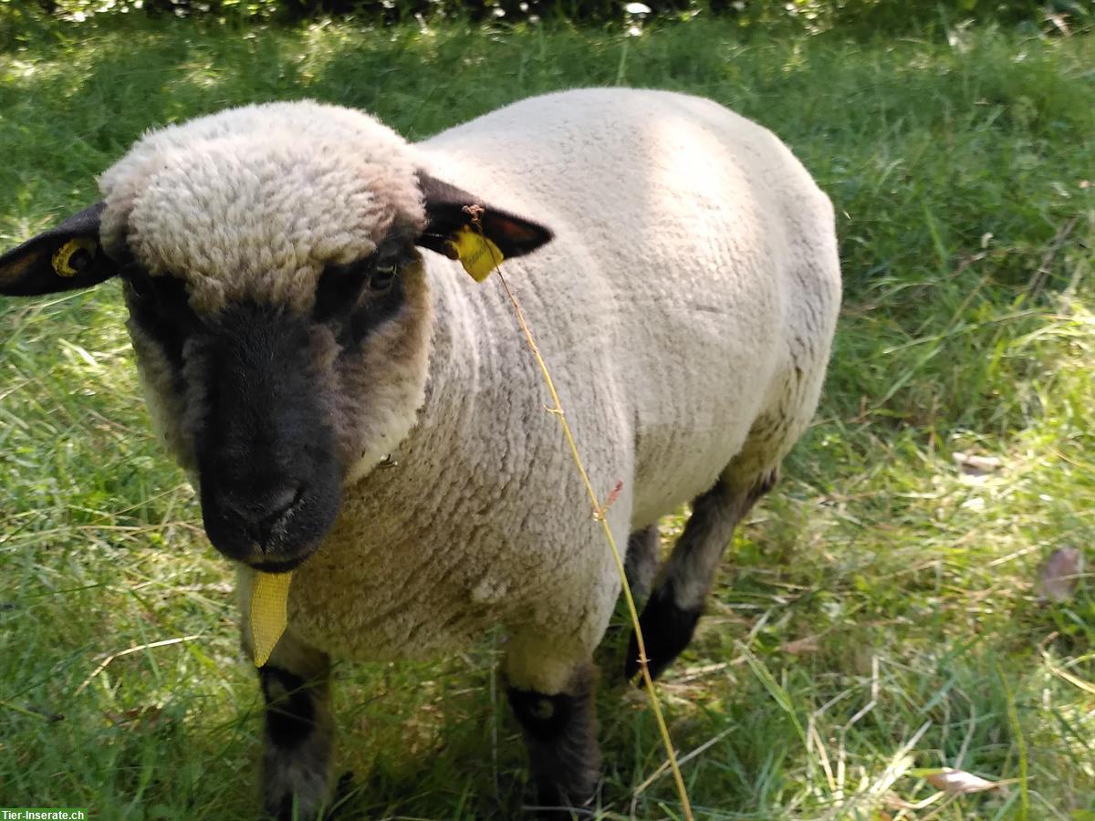 Bild 2: Shropshire Lämmer, 1 zahmer kast. Bock, Schoppenlamm