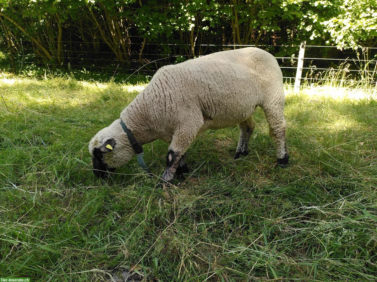 Bild 3: Shropshire Lämmer, 1 zahmer kast. Bock, Schoppenlamm