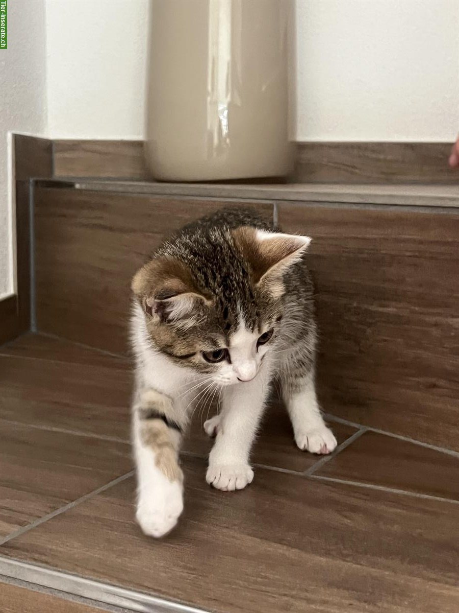 Zwei BKH Kitten zu verkaufen