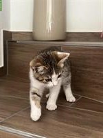 Zwei BKH Kitten zu verkaufen