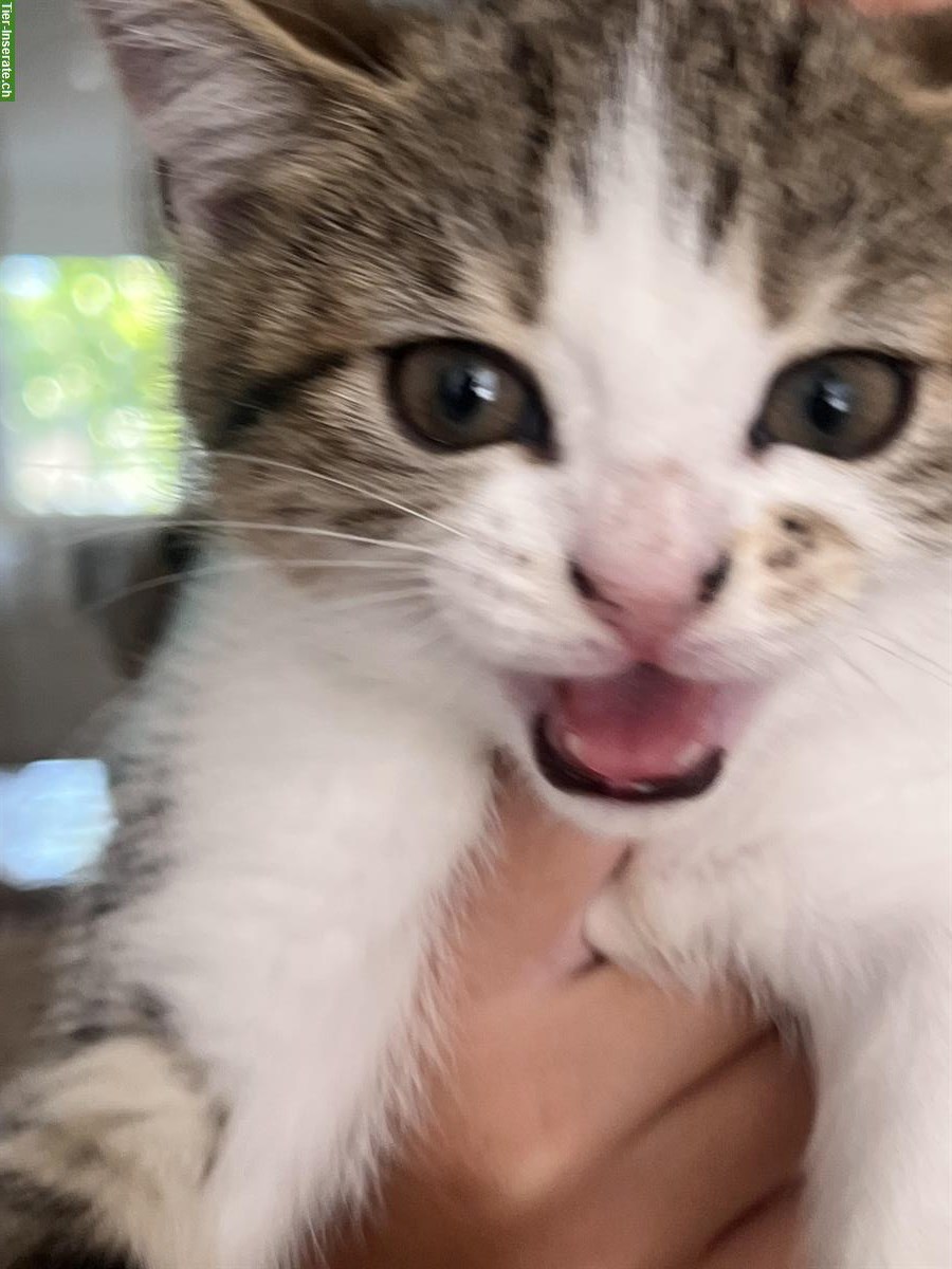 Bild 2: Zwei BKH Kitten zu verkaufen