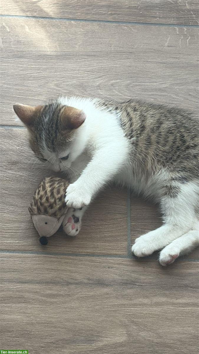 Bild 3: Zwei BKH Kitten zu verkaufen