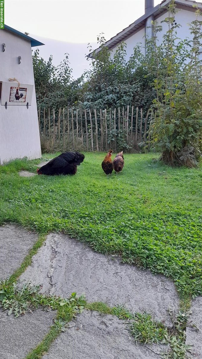 GRATIS: 1 Australorp Huhn + 1 Appenzeller Spitzhauben Huhn