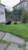 GRATIS: 1 Australorp Huhn + 1 Appenzeller Spitzhauben Huhn