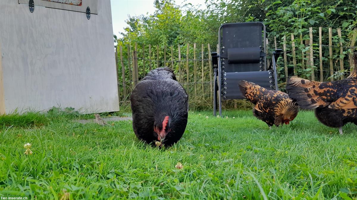 Bild 2: GRATIS: 1 Australorp Huhn + 1 Appenzeller Spitzhauben Huhn