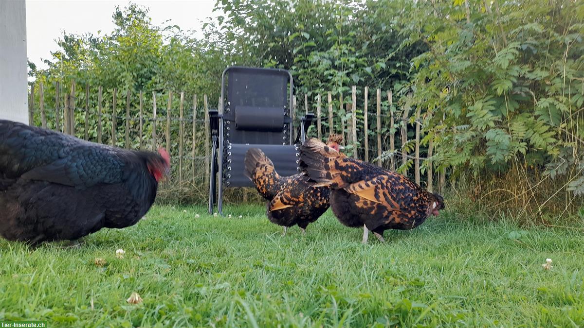 Bild 3: GRATIS: 1 Australorp Huhn + 1 Appenzeller Spitzhauben Huhn