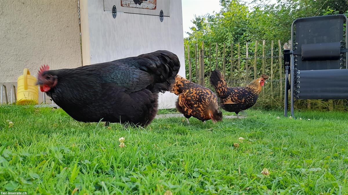 Bild 4: GRATIS: 1 Australorp Huhn + 1 Appenzeller Spitzhauben Huhn