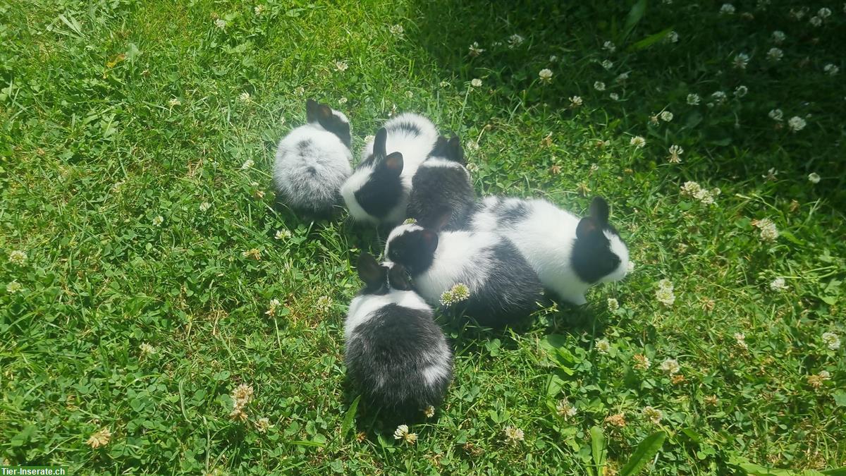Bild 2: Süsse Zwerghasen Junge abzugeben