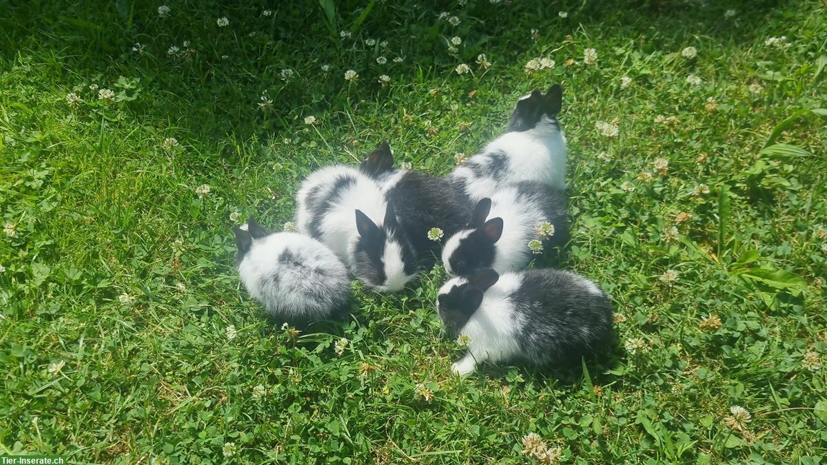 Bild 3: Süsse Zwerghasen Junge abzugeben