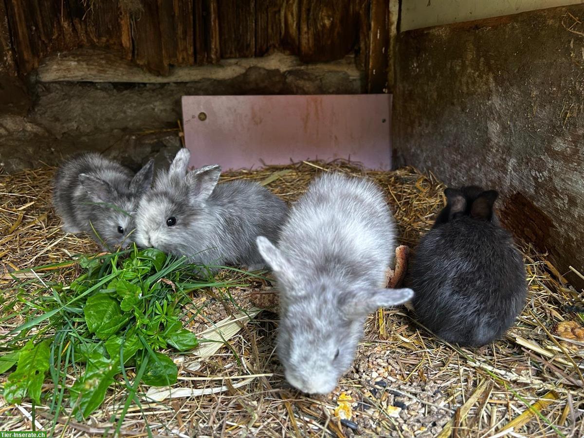 Junge Zwergkaninchen / Hasenbabys