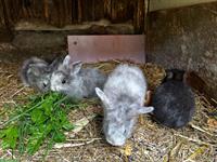 Junge Zwergkaninchen / Hasenbabys