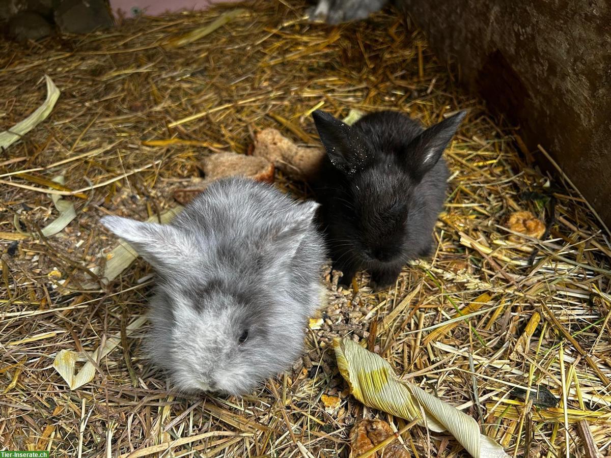 Bild 2: Junge Zwergkaninchen / Hasenbabys