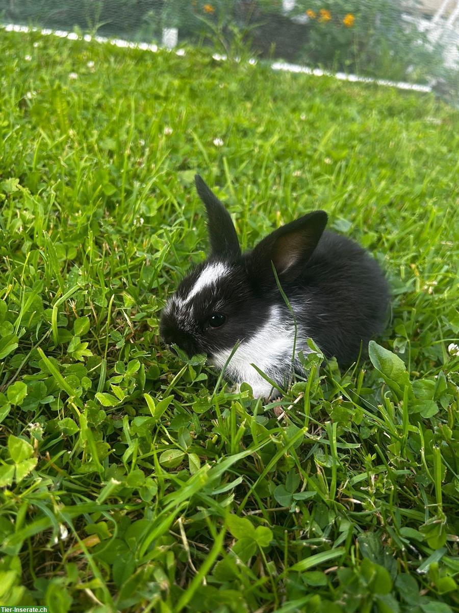 Bild 3: Junge Zwergkaninchen / Hasenbabys