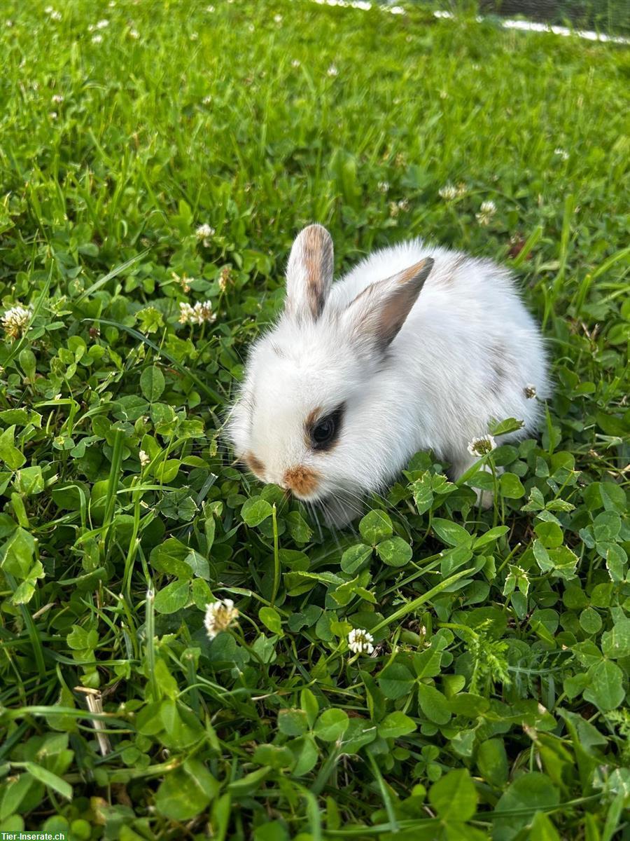 Bild 4: Junge Zwergkaninchen / Hasenbabys
