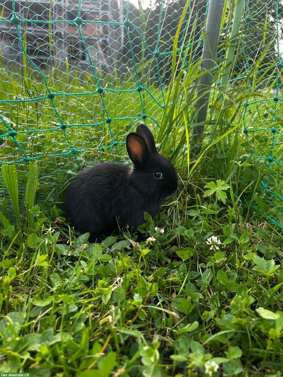 Bild 5: Junge Zwergkaninchen / Hasenbabys