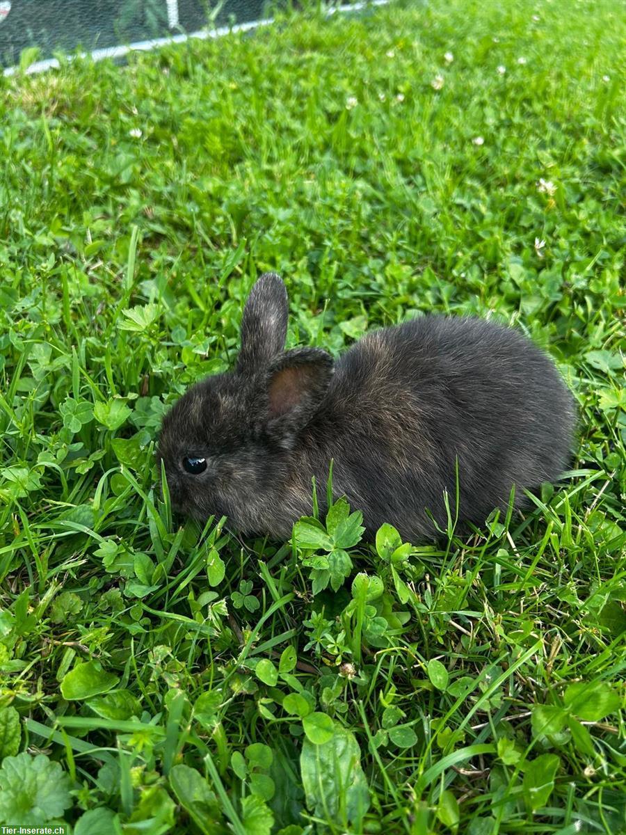 Bild 6: Junge Zwergkaninchen / Hasenbabys