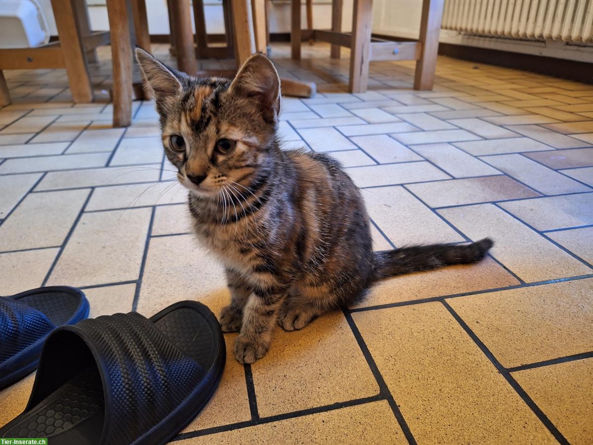 Bild 3: Junge Kätzchen abzugeben