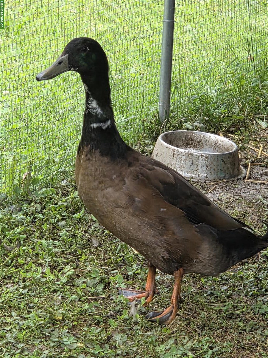 Bild 3: Laufenten Paar, Laufente und Erpel