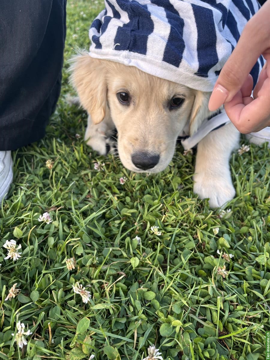 Golden Retriever Welpen Hündin sucht ein Zuhause