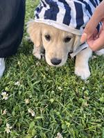 Golden Retriever Welpen Hündin sucht ein Zuhause