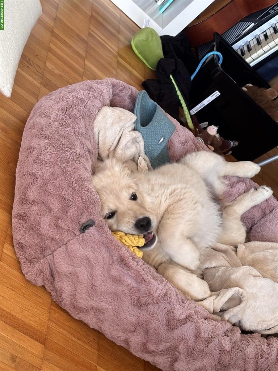 Bild 2: Golden Retriever Welpen Hündin sucht ein Zuhause