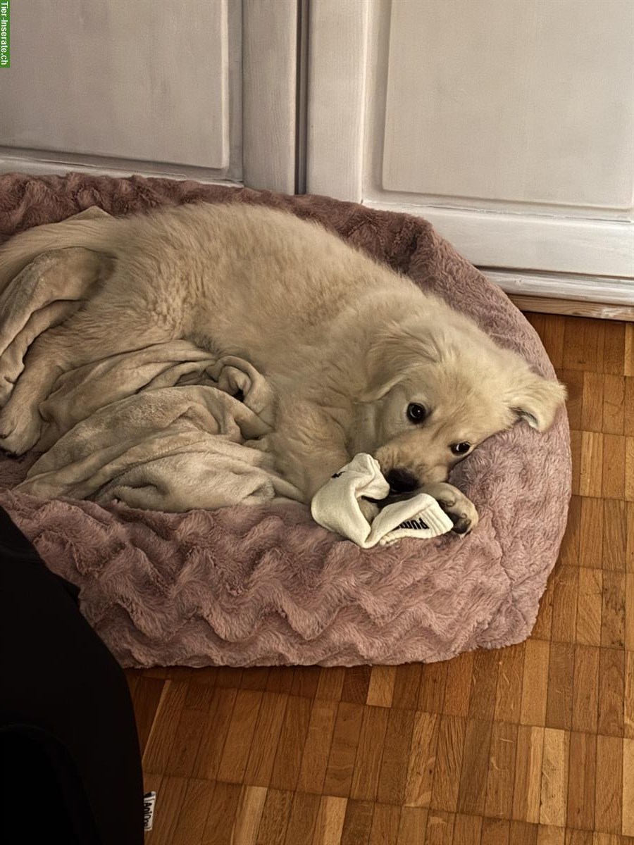 Bild 3: Golden Retriever Welpen Hündin sucht ein Zuhause