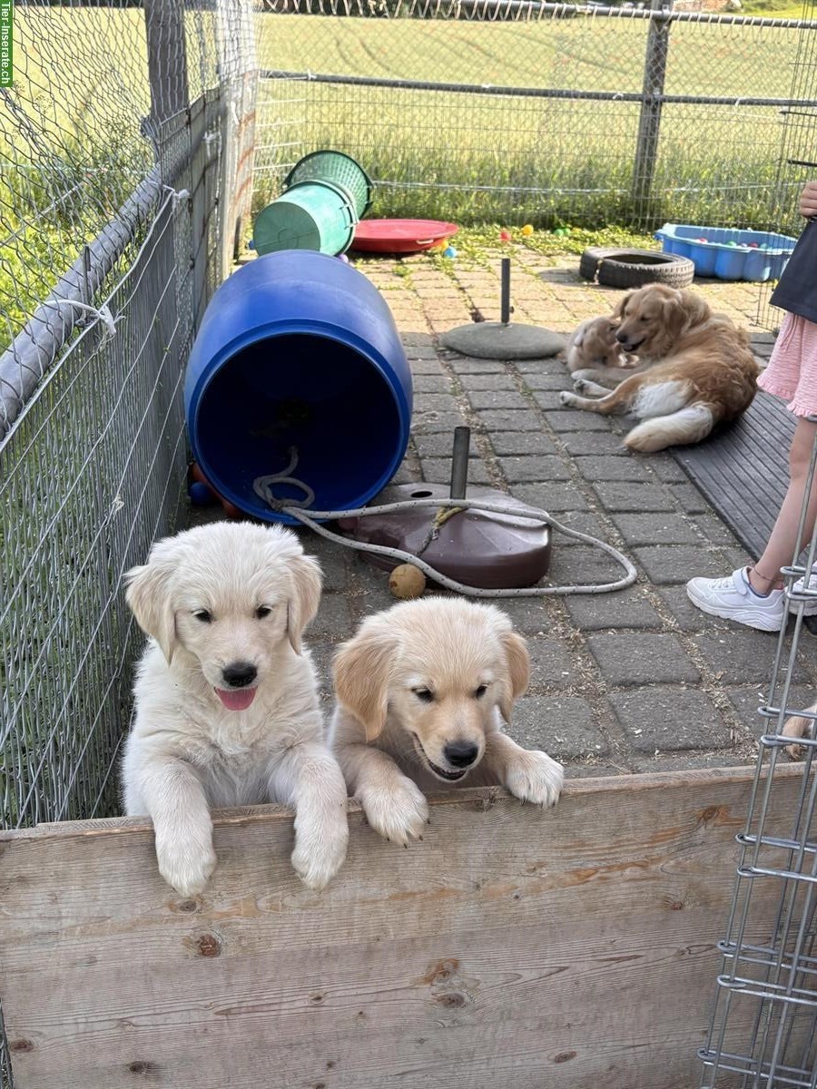 Bild 4: Golden Retriever Welpen Hündin sucht ein Zuhause