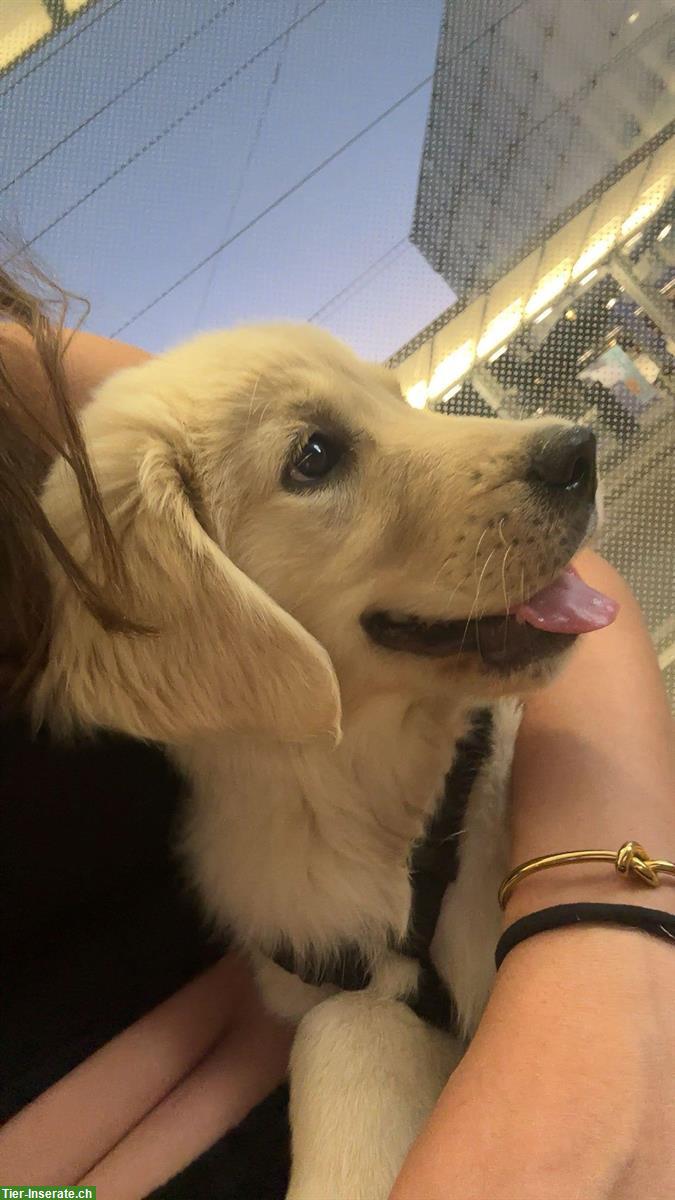 Bild 5: Golden Retriever Welpen Hündin sucht ein Zuhause