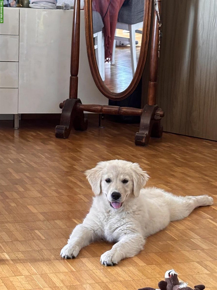 Bild 6: Golden Retriever Welpen Hündin sucht ein Zuhause